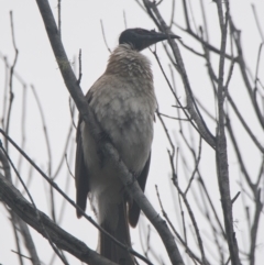 Philemon corniculatus (Noisy Friarbird) at Brunswick Heads, NSW - 15 Nov 2023 by macmad