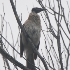 Philemon corniculatus (Noisy Friarbird) at Brunswick Heads, NSW - 16 Nov 2023 by macmad