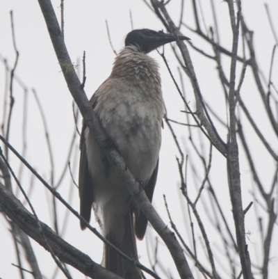 Philemon corniculatus (Noisy Friarbird) at Brunswick Heads, NSW - 16 Nov 2023 by macmad