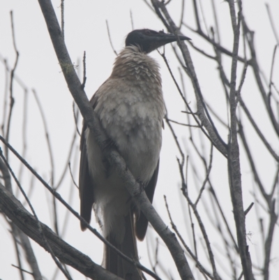 Philemon corniculatus (Noisy Friarbird) at Brunswick Heads, NSW - 15 Nov 2023 by macmad