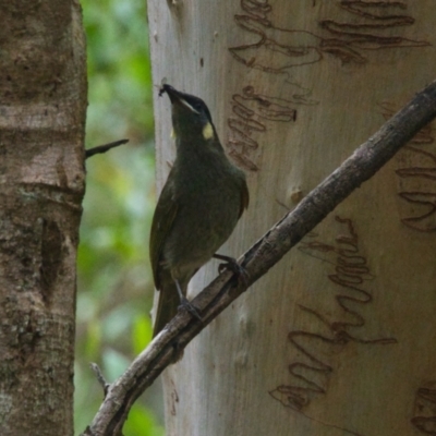 Meliphaga lewinii (Lewin's Honeyeater) at Brunswick Heads, NSW - 15 Nov 2023 by macmad