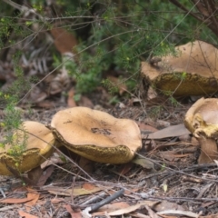 Unidentified Cap on a stem; teeth below cap at Brunswick Heads, NSW - 15 Nov 2023 by macmad