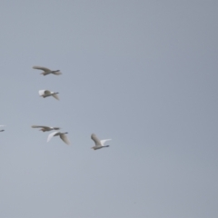 Bubulcus coromandus (Eastern Cattle Egret) at Brunswick Heads, NSW - 16 Nov 2023 by macmad