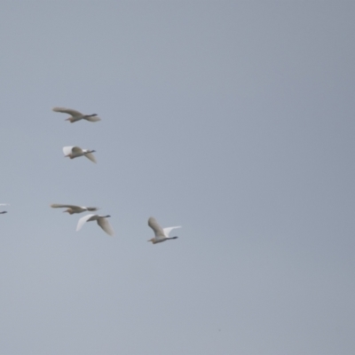 Bubulcus coromandus (Eastern Cattle Egret) at Brunswick Heads, NSW - 15 Nov 2023 by macmad