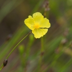 Xyris sp. (Yellow Eye) at Brunswick Heads, NSW - 15 Nov 2023 by macmad