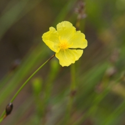 Xyris sp. (Yellow Eye) at Brunswick Heads, NSW - 15 Nov 2023 by macmad