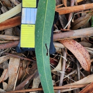 Eucalyptus globulus subsp. bicostata at Griffith, ACT - 26 Nov 2023