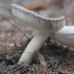 Unidentified Cap on a stem; gills below cap [mushrooms or mushroom-like] at Brunswick Heads, NSW - 15 Nov 2023 by macmad