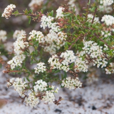 Platysace ericoides at Brunswick Heads, NSW - 15 Nov 2023 by macmad