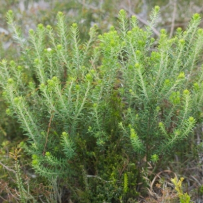 Unidentified Plant at Brunswick Heads, NSW - 15 Nov 2023 by macmad