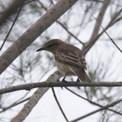 Lalage tricolor (White-winged Triller) at Brunswick Heads, NSW - 15 Nov 2023 by macmad