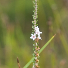 Epacris microphylla (Coral Heath) at Brunswick Heads, NSW - 15 Nov 2023 by macmad