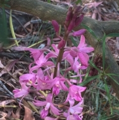 Dipodium roseum (Rosy Hyacinth Orchid) at Mount Majura - 26 Nov 2023 by petersan