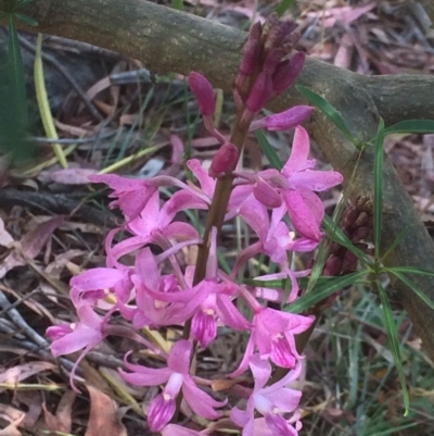 Dipodium roseum (Rosy Hyacinth Orchid) at Mount Majura - 26 Nov 2023 by petersan