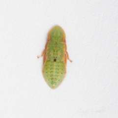 Ledrinae (subfamily) (A Flat-headed Leafhopper) at Page, ACT - 23 Nov 2023 by Cristy1676