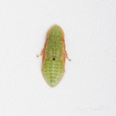 Ledrinae (subfamily) (A Flat-headed Leafhopper) at Page, ACT - 23 Nov 2023 by Cristy1676