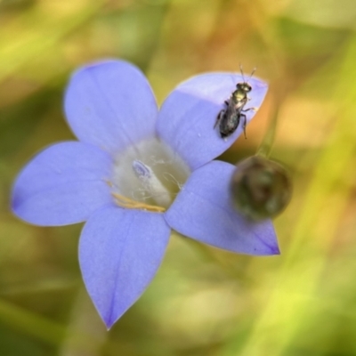 Lasioglossum (Homalictus) urbanum (Furrow Bee) at Aranda, ACT - 25 Nov 2023 by KMcCue