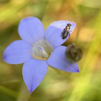 Lasioglossum (Homalictus) urbanum (Furrow Bee) at GG182 - 25 Nov 2023 by KMcCue