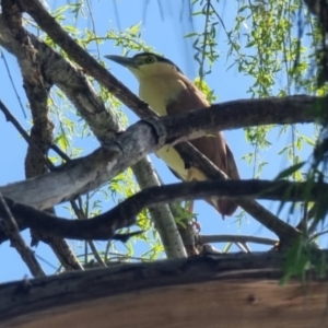 Nycticorax caledonicus at Lake Tuggeranong - 24 Sep 2023 10:00 AM