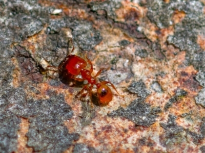 Pheidole sp. (genus) (Seed-harvesting ant) at Higgins Woodland - 26 Nov 2023 by Untidy