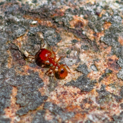 Pheidole sp. (genus) (Seed-harvesting ant) at Higgins, ACT - 25 Nov 2023 by Untidy