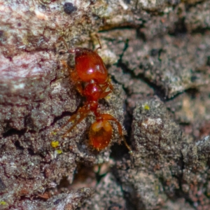 Pheidole sp. (genus) at Higgins Woodland - 26 Nov 2023