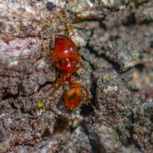 Pheidole sp. (genus) at Higgins Woodland - 26 Nov 2023 09:14 AM