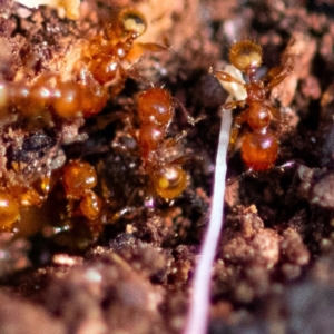 Pheidole sp. (genus) at Higgins Woodland - 26 Nov 2023