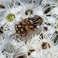 Eristalinus punctulatus (Golden Native Drone Fly) at Wodonga - 25 Nov 2023 by KylieWaldon