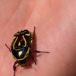 Eupoecila australasiae at Hackett, ACT - 26 Nov 2023