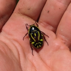 Eupoecila australasiae at Hackett, ACT - 26 Nov 2023 11:38 AM