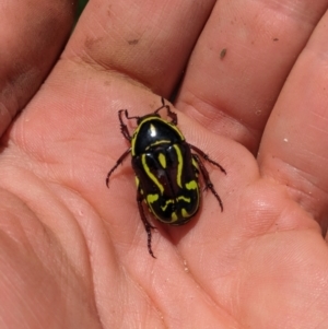 Eupoecila australasiae at Hackett, ACT - 26 Nov 2023 11:38 AM