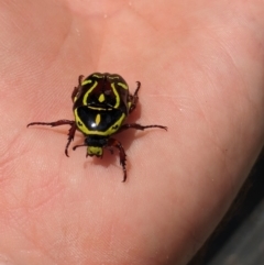 Eupoecila australasiae at Hackett, ACT - 26 Nov 2023 11:38 AM