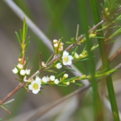 Baeckea frutescens (Weeping Baeckea) at Brunswick Heads, NSW - 15 Nov 2023 by macmad