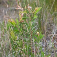 Unidentified Other Shrub at Brunswick Heads, NSW - 15 Nov 2023 by macmad
