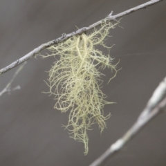 Unidentified Lichen at Brunswick Heads, NSW - 15 Nov 2023 by macmad