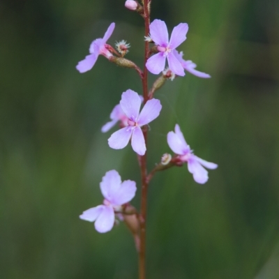 Stylidium sp. (Trigger Plant) at Wallum - 16 Nov 2023 by macmad