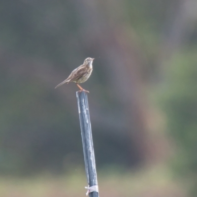 Anthus australis (Australian Pipit) at Brunswick Heads, NSW - 15 Nov 2023 by macmad