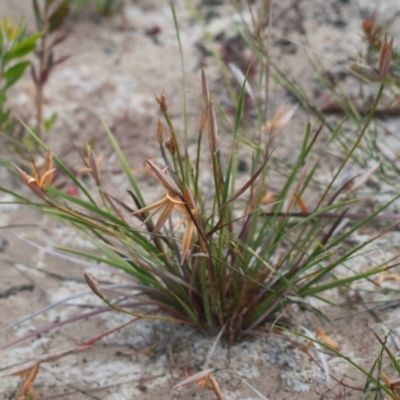 Patersonia sp. at Brunswick Heads, NSW - 16 Nov 2023 by macmad