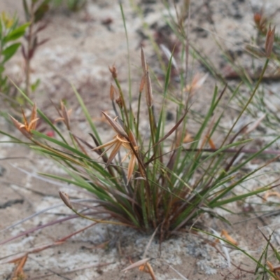 Patersonia sp. at Brunswick Heads, NSW - 15 Nov 2023 by macmad