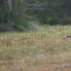 Vanellus miles (Masked Lapwing) at Brunswick Heads, NSW - 15 Nov 2023 by macmad