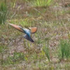 Merops ornatus (Rainbow Bee-eater) at Brunswick Heads, NSW - 16 Nov 2023 by macmad