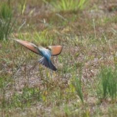 Merops ornatus (Rainbow Bee-eater) at Brunswick Heads, NSW - 15 Nov 2023 by macmad