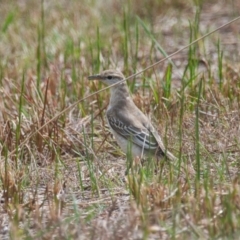 Lalage tricolor (White-winged Triller) at Brunswick Heads, NSW - 15 Nov 2023 by macmad