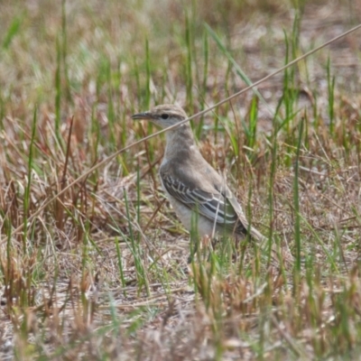 Lalage tricolor (White-winged Triller) at Brunswick Heads, NSW - 16 Nov 2023 by macmad