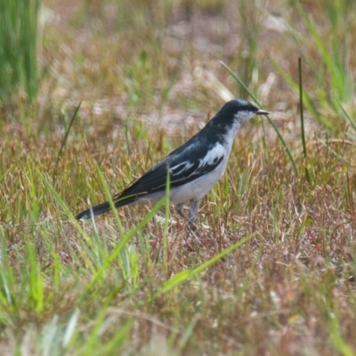 Lalage tricolor (White-winged Triller) at Brunswick Heads, NSW - 15 Nov 2023 by macmad