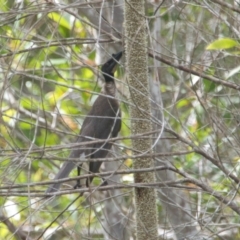 Philemon corniculatus (Noisy Friarbird) at Brunswick Heads, NSW - 15 Nov 2023 by macmad