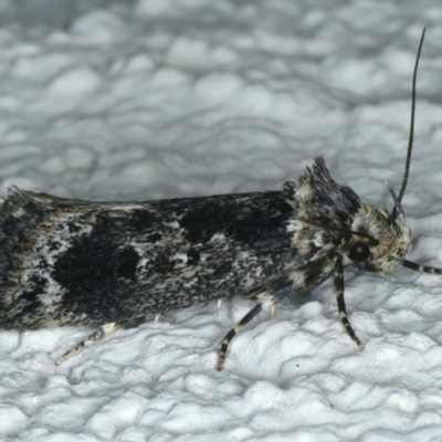 Barea consignatella (A concealer moth) at Ainslie, ACT - 31 Dec 2022 by jb2602