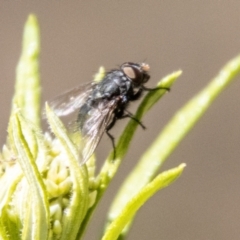 Calliphora vicina (European bluebottle) at Denman Prospect 2 Estate Deferred Area (Block 12) - 18 Nov 2023 by SWishart