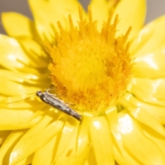 Epermenia exilis (Shark Moth (family Epermeniidae)) at Bluett's Block (BBL) - 19 Nov 2023 by SWishart